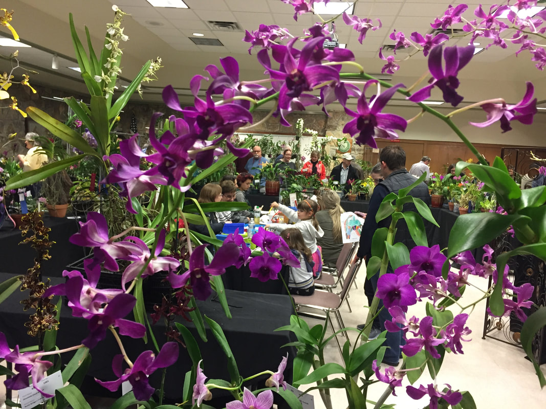 Photo Gallery Heart Of Texas Orchid Society